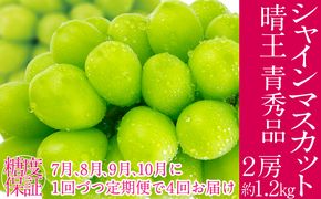 2026年予約受付中【4回定期便】 シャインマスカット 晴王 7月8月9月10月に1回づつ出荷  2房 約1.2kg  人気 岡山県産 種無し 皮ごと食べる みずみずしい  フレッシュ 晴れの国 おかやま 果物大国 ハレノフルーツ