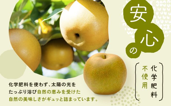 新甘泉梨 3kg箱(約6～10玉) 312011_BU005