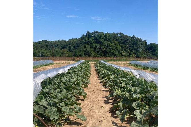 【先行予約】京丹後・俵野産 小玉スイカ ピノガール 1玉（2026年7月中旬～発送） IU00003