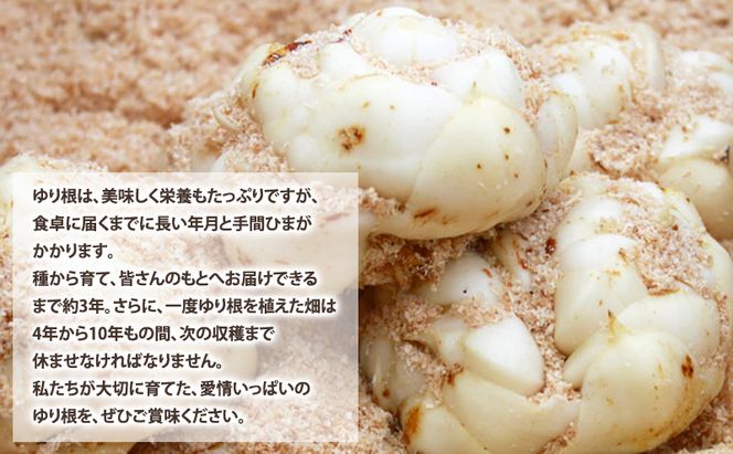 【2026年秋冬発送】甘くてホクホク！北海道富良野産 訳あり ゆり根【2kg】野菜 新鮮 直送