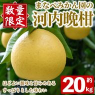 ＜先行予約受付中！2027年3月中旬以降順次発送予定＞まなべみかん園の河内晩柑(約20kg) 国産 鹿児島県産 阿久根市産 柑橘類 果物 フルーツ 期間限定 数量限定 デザート 贈答用 ギフト 【有限会社まなべみかん園】akn034-20
