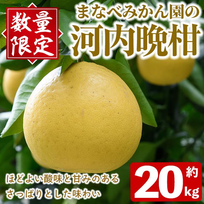 ＜先行予約受付中！2027年3月中旬以降順次発送予定＞まなべみかん園の河内晩柑(約20kg) 国産 鹿児島県産 阿久根市産 柑橘類 果物 フルーツ 期間限定 数量限定 デザート 贈答用 ギフト 【有限会社まなべみかん園】akn034-20