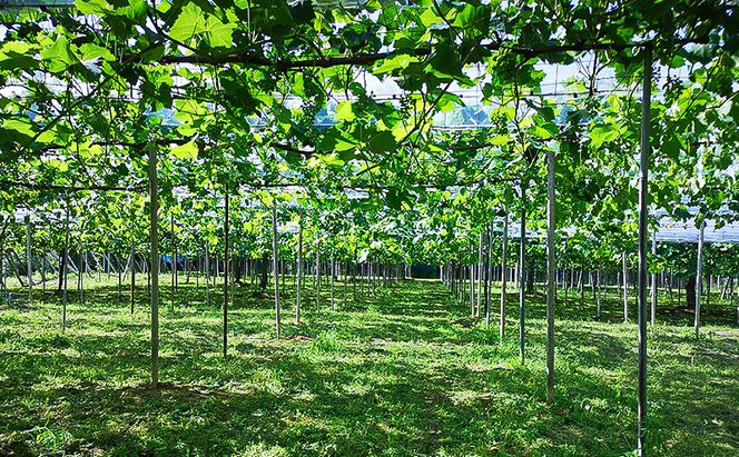 2026年 早期受付 ぶどう 晴れの国 シャインマスカット&ピオーネ 味比べ 4房（中房）化粧箱入り 岡山県 高梁市 ブドウ 葡萄 果物 フルーツ 