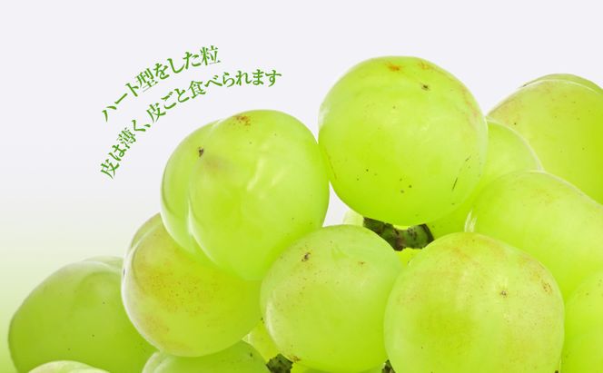 【2026年 先行予約】【訳あり品】瀬戸ジャイアンツ 6～10房 合計約4kg 冷蔵配送 ぶどう 葡萄 フルーツ 果物 岡山 高梁市