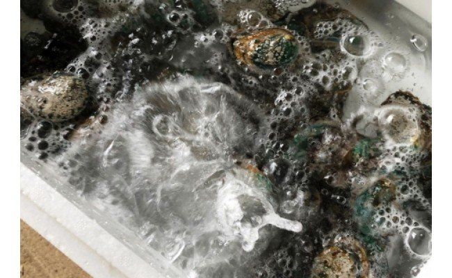 やわコリ食感紀州活アワビ【12個入】｜ 海産物 海鮮 魚介類 鮑 おかず あわび 高級食材 養殖 国産 産地直送 鮮貝 美浜町