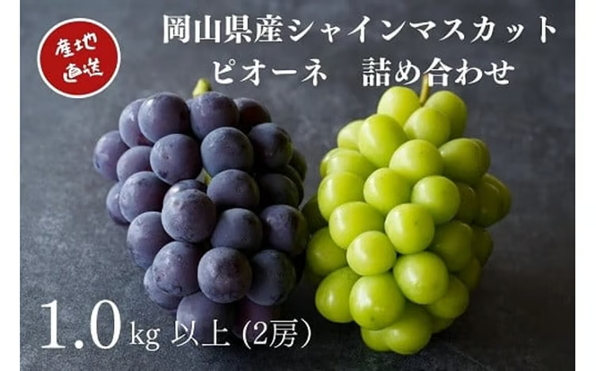 【2026年先行予約】 厳選 岡山県産 シャインマスカット・ピオーネ 詰め合せ 1.0㎏以上 2房 / 産地直送 朝採れ ぶどう 食べ比べ 先行予約 フルーツ 真庭市 【kgftmt008-02】