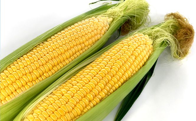 【2026年7月中旬～発送】朝もぎ とうもろこし 恵味 めぐみ 20本 L-2L 北海道 富良野市 (大島農園)