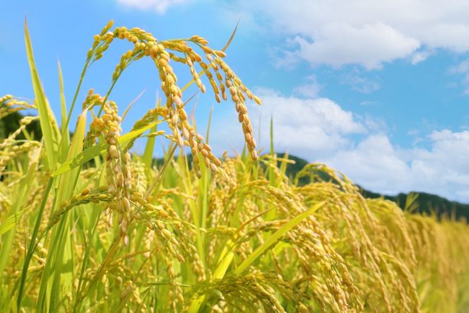 米 白米 5kg 彩のきずな 6回 定期便 総計 30kg [株式会社風の丘ファーム 埼玉県 小川町 444] お米 こめ コメ 白米 精米 ご飯 飯 お弁当 農薬不使用 埼玉 埼玉県産