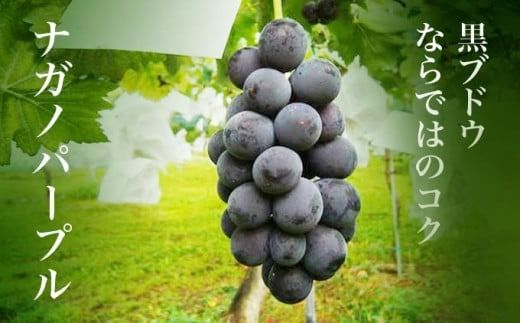 【訳あり】シャインマスカット ＆ ナガノパープル 約1.5kg 3～5房 ［小布施屋］家庭用 規格外 不揃い 傷 果物 フルーツ ぶどう 葡萄 ブドウ 数量限定 期間限定 クール便 冷蔵便 令和7年産 【2025年9月中旬～10月下旬発送】 ［A-218］