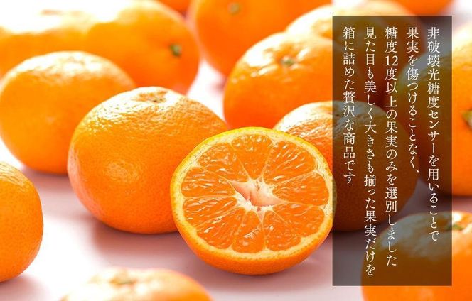 めっちゃ甘いんじゃみかん 糖度12度以上 2kg（内容量1.8kg）特選品 M・S・2Sサイズのいずれか 和歌山県産 S品 贈答用 【みかんの会】 AX116