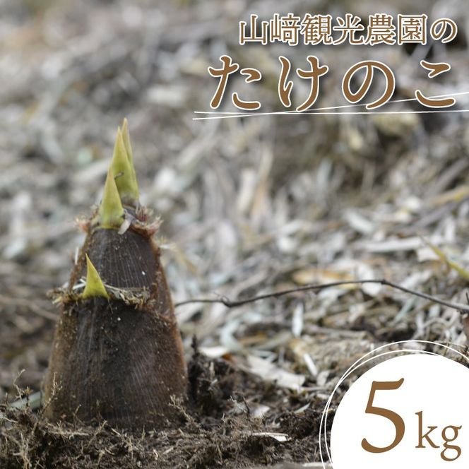 山﨑観光農園のたけのこ 5kg（AU029）