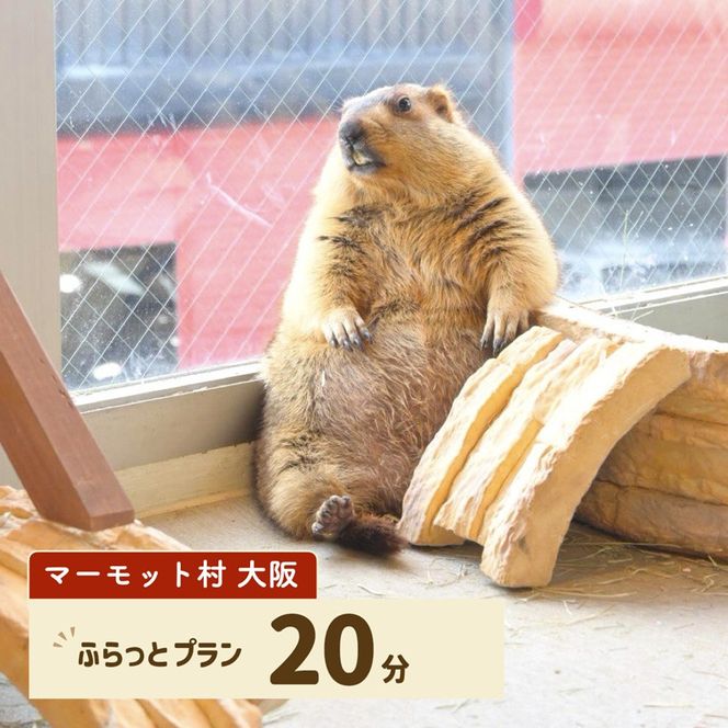 マーモット村大阪 体験チケット(ふらっとプラン)｜カフェ 体験 動物 アニマルカフェ [2608]