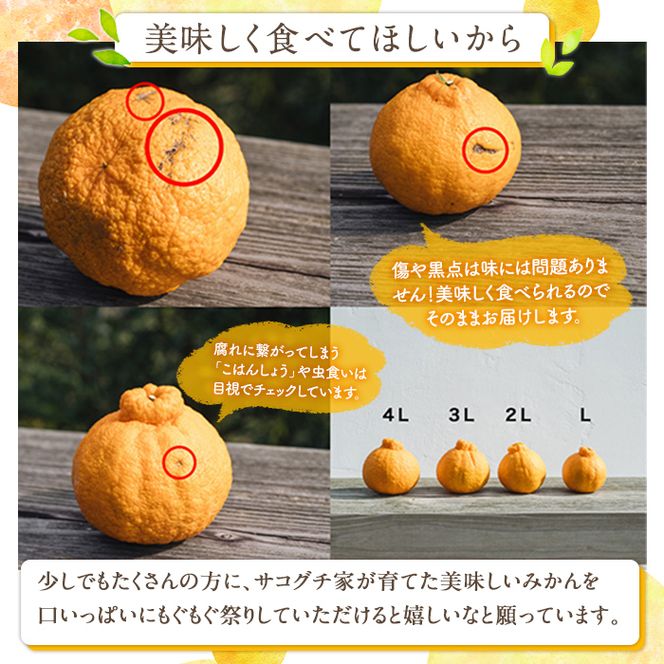 ＜先行予約受付中！2027年1月中旬以降順次発送予定＞数量限定！大将季 (12個・2Lサイズ) 柑橘 フルーツ 果物 国産 みかん 期間限定 不知火 しらぬい シラヌイ ミカン 【株式会社土曜日】akn069-08