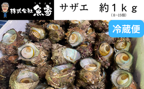 サザエ　約1ｋｇ（8個～15個）日本海の新鮮なサザエをお届けします！ 冷蔵便 サザエ 栄螺 貝 海鮮 BBQ さざえご飯 壺焼き 刺身 バーベキュー　大きさ不揃い 訳あり 海鮮 夏休み BBQ バーベキュー キャンプ お盆 海 大人気 国産