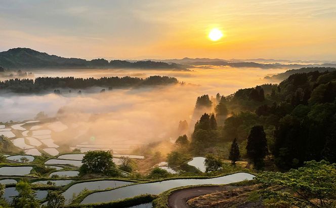 【令和8年産 先行予約】大地の恵みを味わいながら未来を守る「星峠棚田米」 5kg（白米）越後まつだい 魚沼産コシヒカリ