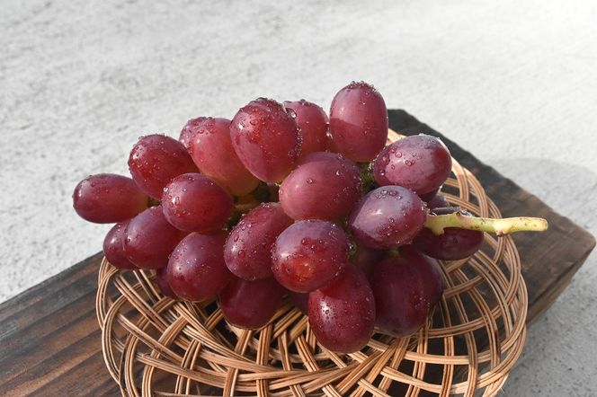 【2026年発送】おまかせ！ぶどう　3色　食べ比べ　セット　約1.8㎏　［ぶどう　葡萄　シャイン　シャインマスカット　クイーンニーナ　マイハート　スカーレット　巨峰　ブラックビート　くだもの　果物　フルーツ　人気　3種　詰め合わせ　ギフト　贈答　新鮮　山梨県　山梨　甲斐市］AD-304