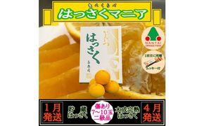 1・4月発送 全2回 定期便 はっさく マニア 貯蔵 ＆ 木成完熟  傷あり 二級品 7 ～ 10玉 化粧箱 和歌山 有田 南泰園  BS182