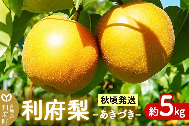 梨 数量限定 利府梨（あきづき）約5kg（10玉前後）先行受付 [先行予約 ブランド フルーツ 人気 有機肥料のみ 果物 美味 おいしい 宮城県 利府町 高橋梨園]|06_tne-010501