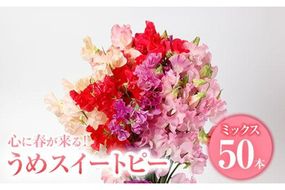 ＜農家直送＞スイートピー ミックス (50本) 期間限定 花 切り花 生花 九州産 国産 大分県 佐伯市 宇目 清幸農園【BZ61】【清幸農園(有)】