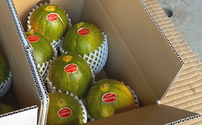 パパイヤメロン 6玉 （ 約 5kg ） / メロン めろん パパイヤメロン 果物 フルーツ / 南島原市/ 小田メロン園[SGX001]