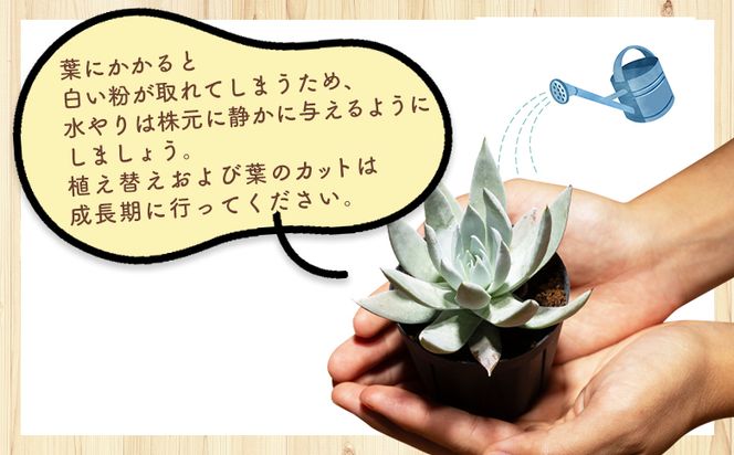 クサンチ ダドレア - 多肉植物 植物 ベンケイソウ科 分頭タイプ インテリア ナチュラル 自然 グリーン 観葉植物 おしゃれ 癒し かわいい Succulent field サキュレントフィールド 高知県 香南市 常温 cc-0001