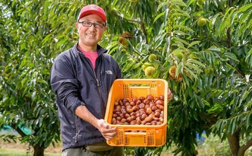 無くん蒸小布施栗 約1kg 約2kg 選べる内容量 ［おぶせファーマーズ］ 果物 フルーツ 生栗 くり 長野県産 信州産 令和7年産 【2025年9月中旬〜11月上旬発送】