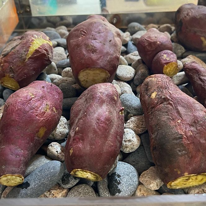 【訳アリ】淡路島産サツマイモ 5kg【栽培期間中、無農薬栽培】焼き芋・スイーツ作りに