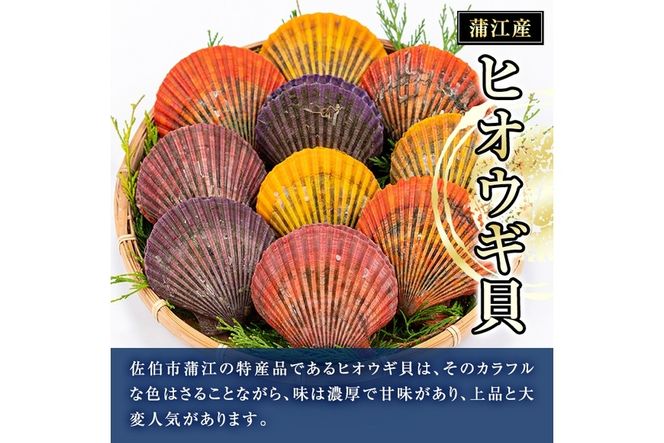 ヒオウギ貝 (10枚) 魚介 貝 ヒオウギ貝 ひおうぎ貝 酒蒸し 網焼き バター焼き バーベキュー 冷蔵 海の直売所 大分県 佐伯市【AS119】【海べ (株)】