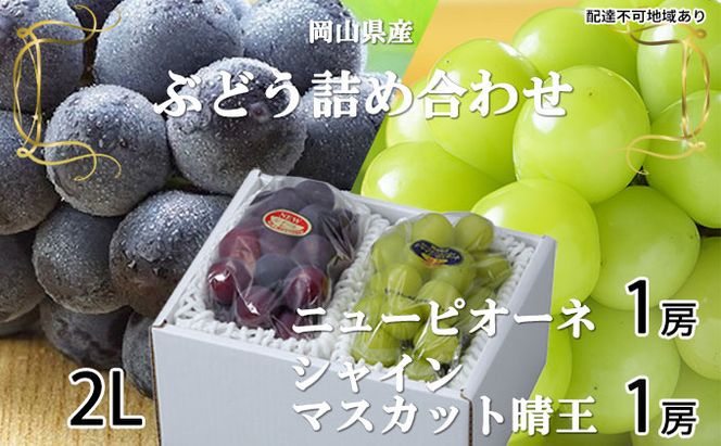 ぶどう 2026年 先行予約 ニュー ピオーネ 1房 約500g シャイン マスカット 晴王 1房 約500g 詰め合わせ 岡山県産 国産 フルーツ 果物 ギフト 