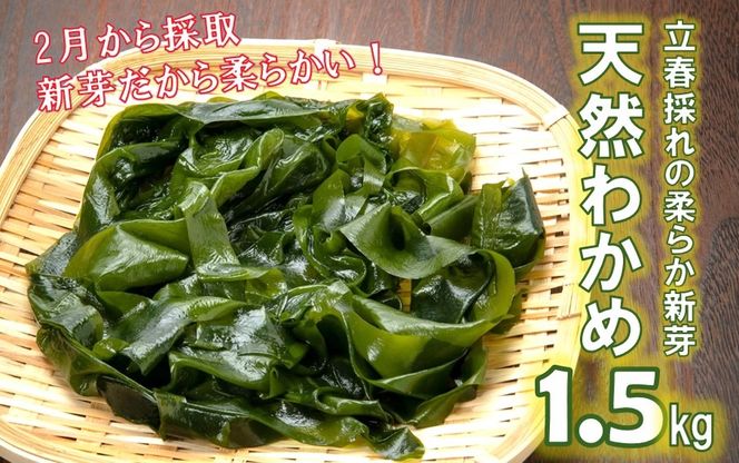 【令和8年発送/予約受付開始】立春採れの柔らか新芽!くにさき天然わかめ1.5kg_1443R