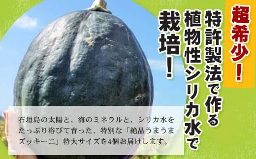 希少！「絶品うまうまズッキーニ」特大サイズ3～4個 贈答用にも！農薬を使わず、特許製法のシリカ水で栽培する特別な野菜【 産地直送 沖縄県 石垣島産 丸ズッキーニ だるまズッキーニ 野菜 】OI-18