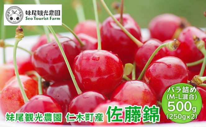 [先行受付] 北海道 仁木町産 さくらんぼ 「佐藤錦」 バラ詰め M-L混合 500g (250g×2パック)　国産 旬のフルーツ 旬の果物 デザートサクランボ チェリー フルーツ 果物 果物類 仁木 [フルーツショップ妹尾観光農園] 