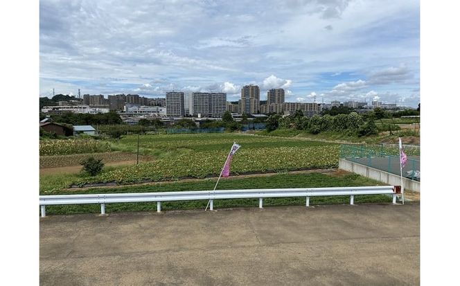 サツマイモ掘り体験チケット（６株分） 【kw0208-0001】