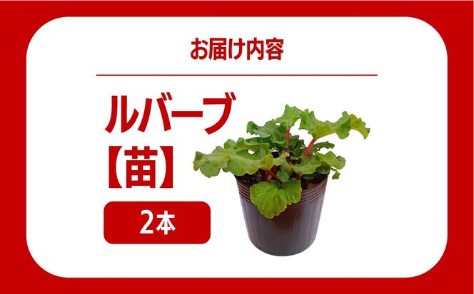 北海道 伊達市産 ルバーブ(苗) 2本｜国産 野菜 ジャム パイ お菓子作り 家庭菜園【kzh-019】