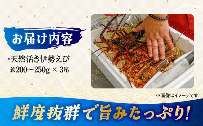【数量限定】産地直送！活き伊勢えび 約200～250g×3尾 ※北海道・東北地方・沖縄・離島への配送不可（2026年9月上旬頃より順次発送） IKTJ009