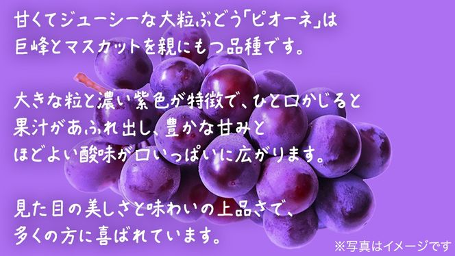 【 訳あり 】 ピオーネ 3kg 【2026年9月発送開始】(茨城県共通返礼品：大子町) ブドウ ぶどう 葡萄 ピオーネ 果物 フルーツ 果実 ワケあり ご自宅用 ご家庭用 自分用