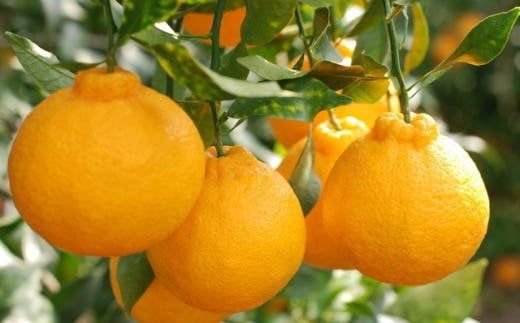 紀州 有田 産の デコポン 5kg (18玉～24玉入り・青秀以上)  ※2月中旬～3月中旬頃順次発送 /柑橘 不知火 フルーツ 果物 【tec810B】