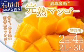【2026年6月末から順次発送】選べる数量 2～3玉(約1kg)/3～6玉(約2kg) 2L～3L マンゴー 【 産地直送 旬 フルーツ 新鮮 完熟 マンゴー 石垣 沖縄 】