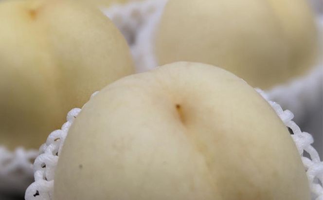 桃 2026年 先行予約 岡山の 白桃 (晩生種) 約3.0kg 10～12玉 もも 岡山県 赤磐市産 フルーツ 果物 あかいわファーマーズガーデン デザート 旬の果物 旬のフルーツ