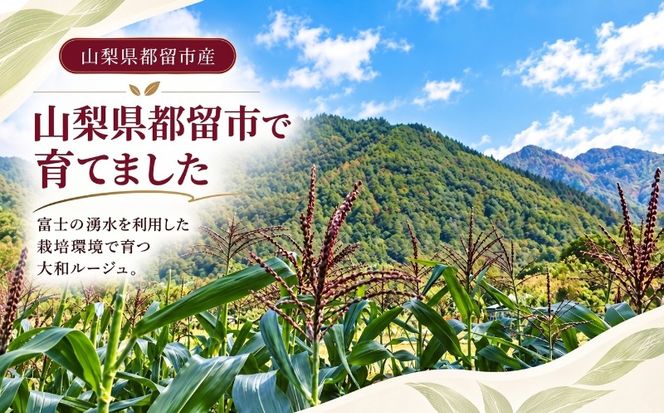 GN001_002【ふるさと納税】【2027年先行予約】山梨県都留市産 紅いスイートコーン 大和ルージュ 選べる 6～8本 / 10本 ｜希少な赤いとうもろこし 甘い スイートコーン トウモロコシ 産地直送 送料無料【浅田農園】　