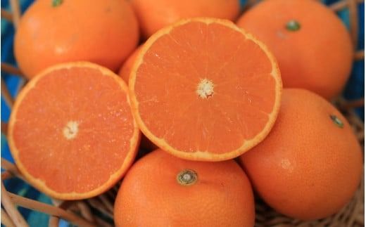 みかん せとか 【先行予約】L～Mサイズ 西地農園のハウスせとか 4.5kg【2026年2月中旬より順次発送】 / 手選別 せとか ハウスせとか L M みかん ミカン 蜜柑 柑橘 果物 くだもの フルーツ 産地直送【mnd004B】