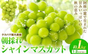 熊本県大津町産 タカハマ観光農園の 朝採れ シャインマスカット 約1kg 1～2房《8月上旬-10月末頃出荷》熊本県 大津町 ブドウ 葡萄 ぶどう シャインマスカット 果物 くだもの スイーツ フルーツ デザート ギフト 種なし クール便 送料無料---oz_thm_4_1000g---