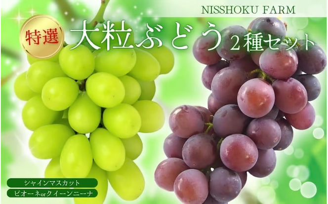 【2026年先行予約】特選 大粒！ ぶどう２種セット（シャインマスカット入り）岡山 NISSHOKU FARM / ぶどう 詰め合わせ ブドウ 葡萄 シャインマスカット ピオーネ クイーンニーナ 先行予約 フルーツ 果物 特選 大粒サイズ 真庭市 【nisfarm012-02】