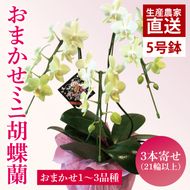 花農家応援企画！！おまかせミニ胡蝶蘭（3本寄せ）【お花 花 コチョウラン 胡蝶蘭 蘭 ラッピング 贈り物 プレゼント 誕生日 お祝い 誕生日 母の日 父の日 敬老の日 鹿嶋市 茨城県】（KAR-10）