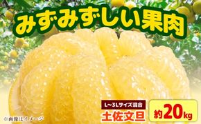 【先行予約】土佐文旦家庭用 約20kg L-3Lサイズ混合＜2027年1月下旬から順次発送＞ / ぶんたん ブンタン 文旦 フルーツ 柑橘 みかん 果物 くだもの 柑橘類 デザート おやつ さっぱり おいしい 甘い お取り寄せ 国産【玉木農園】 [BQAJ011]