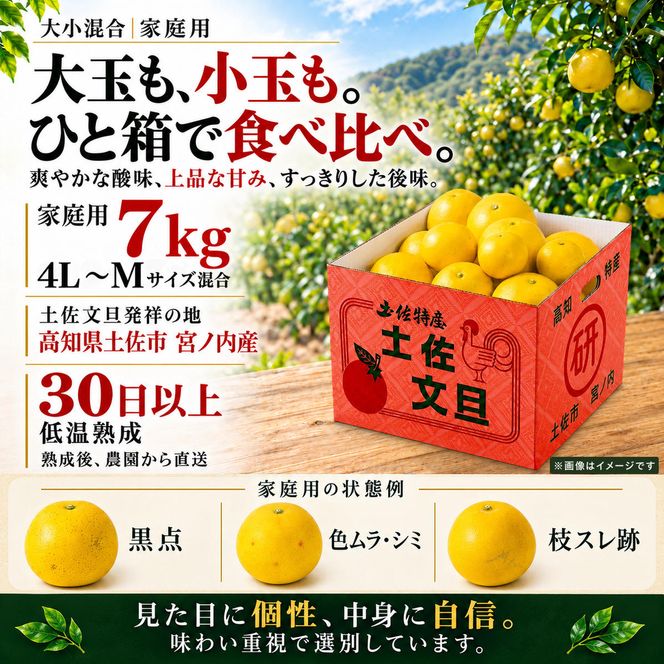 土佐文旦 大小混合 7kg 家庭用 大玉と小玉の詰め合わせ 日本ギフト大賞受賞 文旦発祥の地 園主こだわり 食べ比べ 高知県土佐市産 高知県産 国産 7キロ ぶんたん ブンタン みかん 柑橘類 高級フルーツ 果物 産地直送 お取り寄せ ギフト 季節限定 先行予約 やの一果彩[BQAC014]
