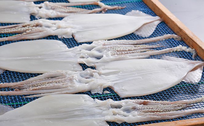 柔らか肉厚の スルメイカ 一夜干し 6枚[ 国産 干物 肴 つまみ イカ ]