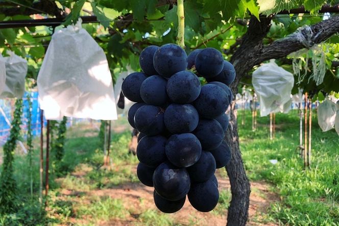 【先行予約】ぶどう白・黒詰め合わせ2〜3種（1.4kg以上）（2026年8月上旬～発送）　SF00037