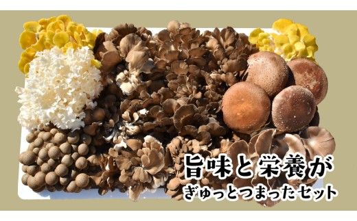 【3ヶ月定期便】きのこ の 詰め合わせ Lサイズ( 約2kg ) （茨城県共通返礼品：城里町） キノコ セット 野菜 低カロリー ダイエット デトックス バラエティ セット 新鮮 [DY007us]