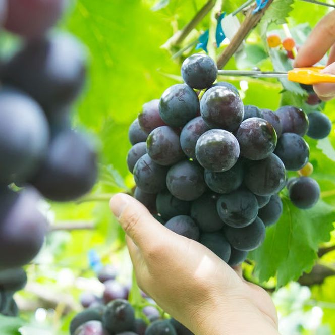 ［先行予約］巨峰 約1kg［朝採り］［葡萄・ぶどう］［種なしブドウ］［フルーツ・果物］［2026年8月下旬頃から順次発送］CZ175